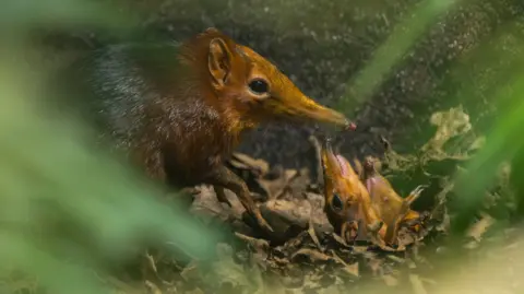 Hertfordshire Zoo An adult elephant shrew stands among dry leaves and greenery. It has reddish-brown fur on its head, and shoulders, transitioning to dark black on it's back. Two babies, partially hidden, hold their mouth up towards their parent. 