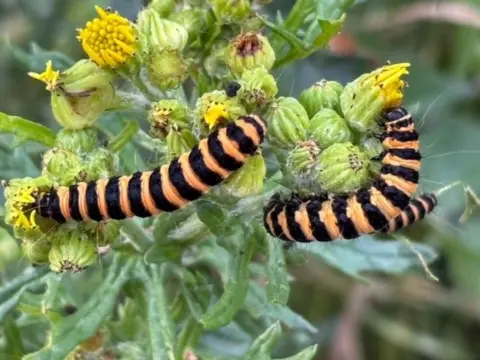 Emma Legge Two black and orange striped caterpillars climb a plant with yellow flower buds.