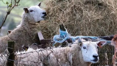 Two sheep grazing on a hay barrel in a field. Stock photo.