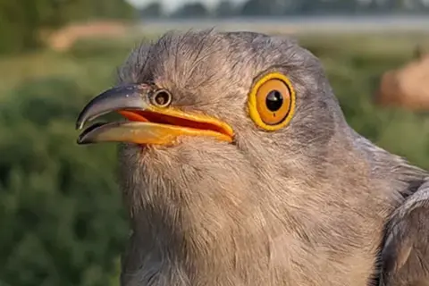 British Trust for Ornithology A close up of a cuckoo bird in the wild that looks slightly to the left of the image. It has grey feather with a yellow and grey beak and yellow and brown eyes. Its beak is slightly open.