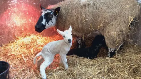 A ewe is nursing a black lamb whilst a white lamb is looking at the camera stood up on all fours. The three animals are in a small pen surrounded by hay and have a heat lamp for warmth.
