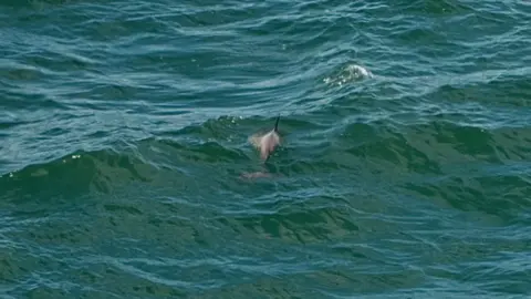 Louise Christiaans A bottlenose dolphin off the West Somerset coast