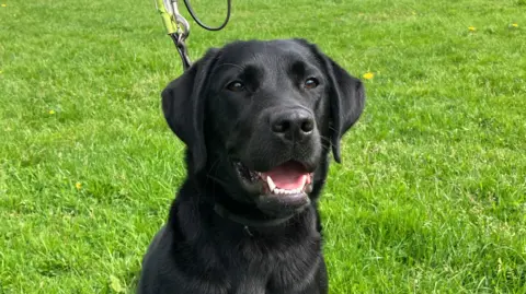 A black Labrador dog on a lead, sitting in a grassy field 