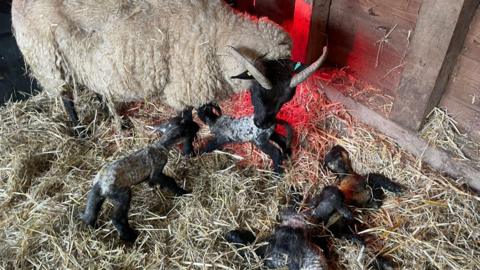 The ewe looks over her lambs after birthing five babies