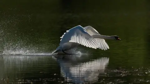 A swan landing on a body of water