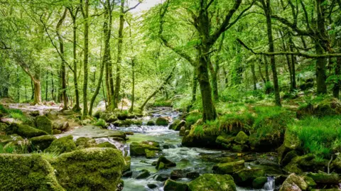 Getty Images Golitha Falls