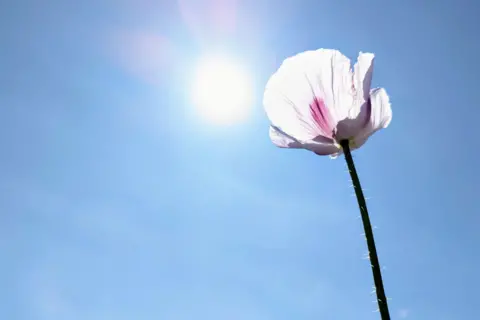 BBC Weather Watchers / Shropshire Liam White poppy with a clear blue sky and sun in the background