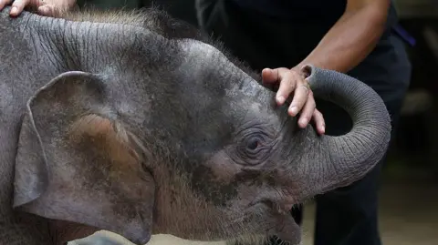 Getty Un responsable de la faune joue avec un bébé éléphant de Bornéo orphelin de trois mois 