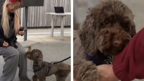 Small dog with brown fur standing next to someone sat down. The same dog is also seen putting its paw on someone's hand.