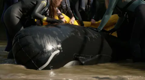 A black plastic blow up whale with a white eye and mouth is rolled on its side in shallow sea water. At the top of the picture are the hands are and arms volunteers in wetsuits they're holding onto a bit of yellow plastic which is partially underneath the fake whale.