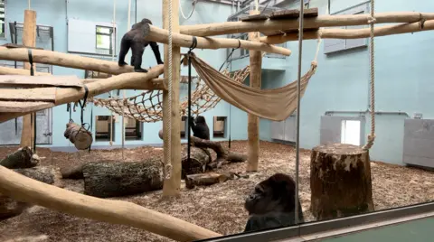 A wide view of an indoor gorilla enclosure shows several wooden platforms, hanging ropes, and hammocks, with multiple gorillas positioned at different heights within the space.