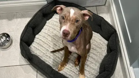 RSPCA Nova, a brindle-coloured puppy wearing a blue collar, sits up in a clean dog bed