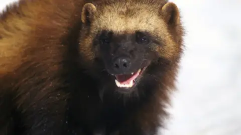 Mike Hill/Getty Images The picture shows a wolverine. It has thick brown fur with darker areas on its face and body. The wolverine is standing on snow. Its mouth is slightly open, showing its teeth.