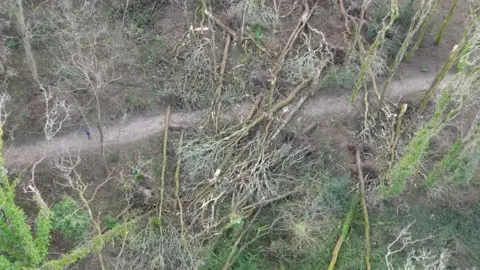 An arial view of a woodland, where several trees have been blown over. You can see snapped trunks and splintered branches.