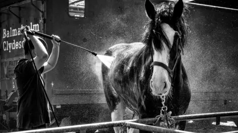 John Dawson A black and white image of a man with his arms stretched up, holding a hose. The water is going onto a large Clydesdale horse.