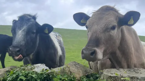 Two cows standing by a stone wall, covered in ivy, in an empty field. One, which is black and white, has been captured with its tongue poking out. The other, which is brown, looks sullen and serious. Above their bright green landscape is an all-grey sky.