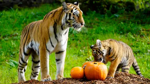 Longleat A large female tiger and her cub inspecting three pumpkins on the ground.