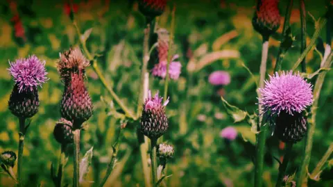 Stuart Rowell Close-up of purple thistle flowers in bloom.