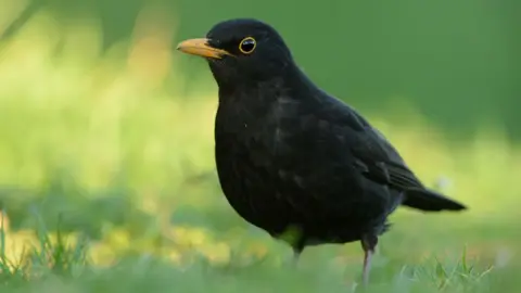 A male blackbird with black plumage and a bright yellow beak hops in the grass on a sunny day