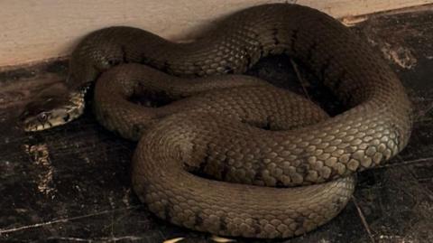 One of the snakes, identified as a female grass snake by wildlife expert Iolo Williams, found at a Covid vaccination centre