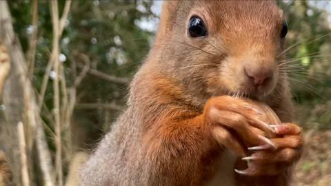 Red squirrel feeding on a nut, close up to camera, in Welsh woods