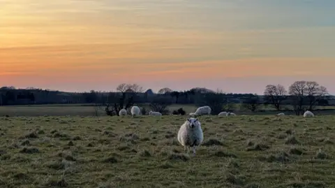 Weather Watchers/Nutkin Sheep are standing in a field as the sun comes up behind them. One of the sheep is facing the camera.