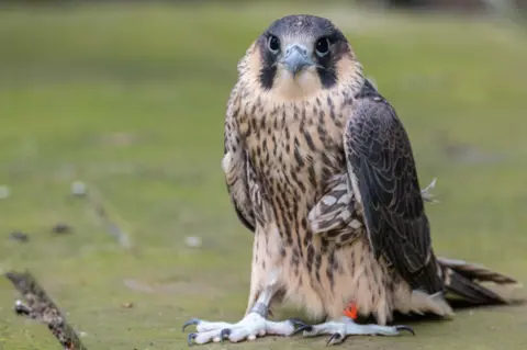 Bill Wright Peregrine falcon chick