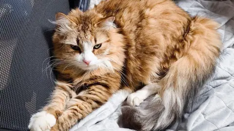 Jennifer Adams-Massmann Rory the cat is sitting on a blanket on a sofa. He is a long-haired golden brown and white cat and is very fluffy