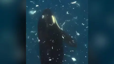 Orca swimming vertically surrounded by bits of fish