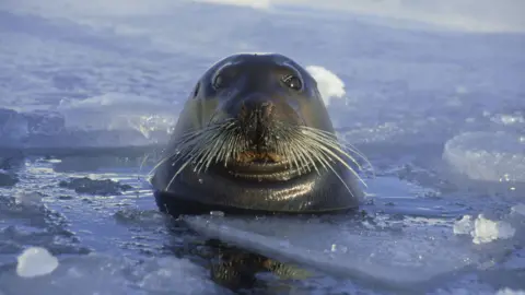 Getty Images - Doug Allan Seal’s head emerging through a hole in sea ice, surrounded by frozen water and snow in a polar environment.