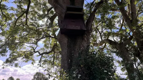 RSPB NI The picture shows a wooden nesting box on the trunk of a large tree