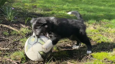 Florrie the Puppy - a fluffy black puppie with white " socks" and white hair on her nose and the end of her tail - attacks a flootball. The dog is barely bigger than the ball, and despite great efforts to clamp her jaws around the flootball her mouth is considerably smaller.
