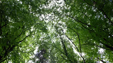 A tree canopy. The leaves are green. Some light is creeping through. 