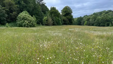BBC/Juliette Parkin The meadow at Wakehurst