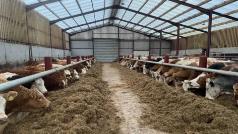 Inside a cattle shed with cows lined up   connected  either broadside  of the shed, eating hay. 