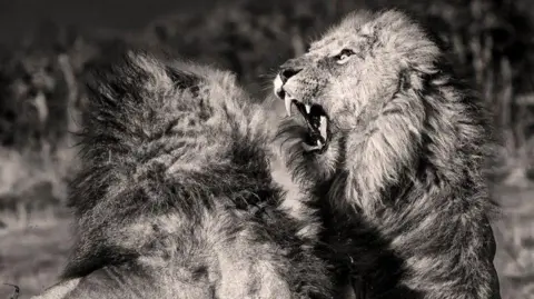 Peter Haygarth Black and white photo of two adult male lions fighting. They are both standing on their rear legs and are trying to bite at each other.