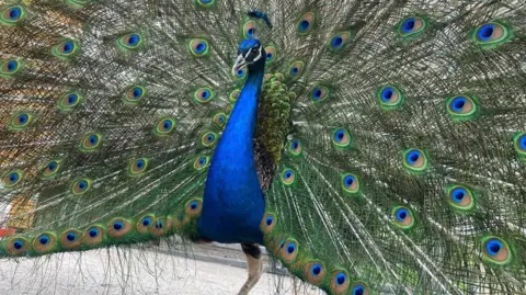 Peacocks In Pittencrieff Park Peacock with feathers spread