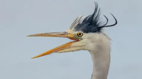 Graeme Carroll A close up of a heron with its beak open, it has a long white neck and yellow beak with a tuft of grey hair sticking up on top of its head.