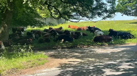 Sophia Allsopp/BBC A large group of cows, most of them black and white, shelter in the shade of a big tree on Minchinhampton Common