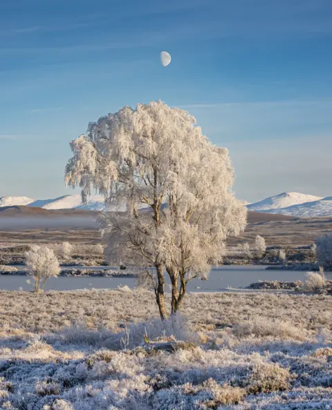 Dave Lynch Frost covered tree in a field with a river and snow-capped hills in the background and a partial moon in the sky above the tree