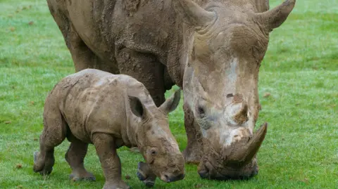 Whipsnade Zoo The baby southern white rhino calf is exploring the great outdoors for the first time with his mum Fahari. His is much smaller than his mum but they are staying close together and both have their heads down towards the green grass.