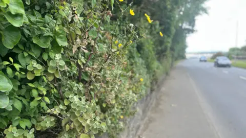 A granite wall with hedgerow plants growing out from the top, with a road and vehicles visible to the right. 