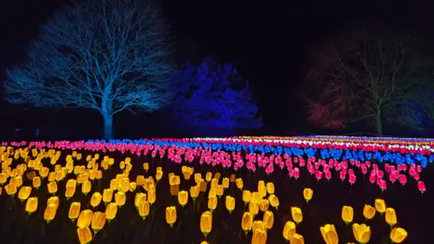 Rows of glowing tulips. One row is yellow, one is pink and one is blue. The trees in the distance are illuminated by the lights.