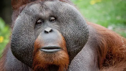 Getty Images orangutan