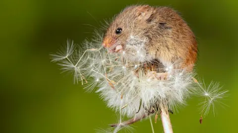 A stock image of a harvest mouse on a dandelion.