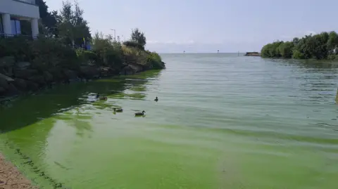 Ducks on Lough Neagh in Antrim