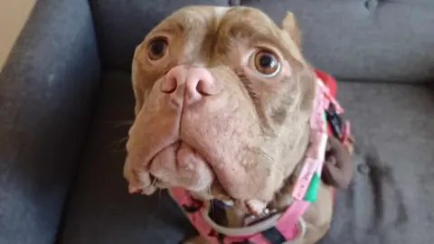 RSPCA Pocket bully dog