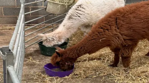 Two alpacas in a barn, side-on, with their heads in plastic feeding containers. The one at the back is cream coloured and in front of it is a brown alpaca. They are standing on hay. 