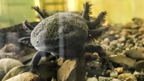 Victoria Gill, BBC News A wild axoltol in a captive breeding programme aquarium. In contrast to pet and laboratory axolotls, this wild amphibian is brown and mottled. The image shows how well camouflaged the animal is against the dark rocks and mud of its natural wetland habitat.