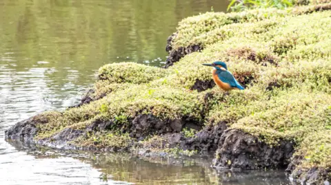 Degsy A blue and orange kingfisher bird is perched on the river bank. It is standing on green foliage on the edge of a body of born water. 